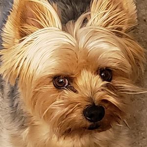 Meet your Posher, Shane